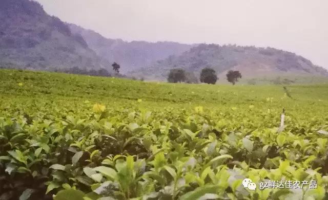 英德農業生產基地